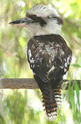 Laughing Kookaburra