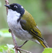 White-naped Honeyeater