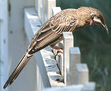 Red Wattlebird