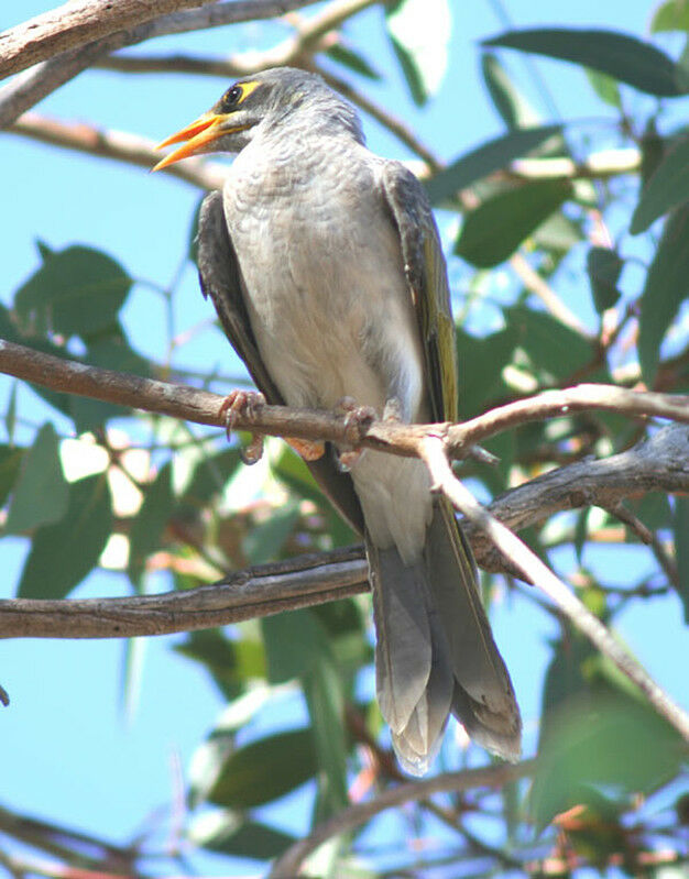 Noisy Miner