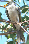 Noisy Miner