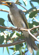 Noisy Miner