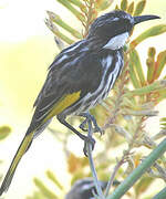 White-cheeked Honeyeater