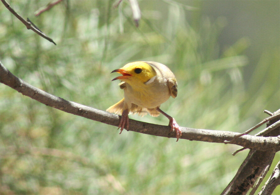 White-plumed Honeyeater