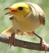 White-plumed Honeyeater