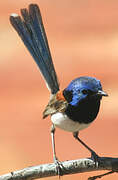 Blue-breasted Fairywren