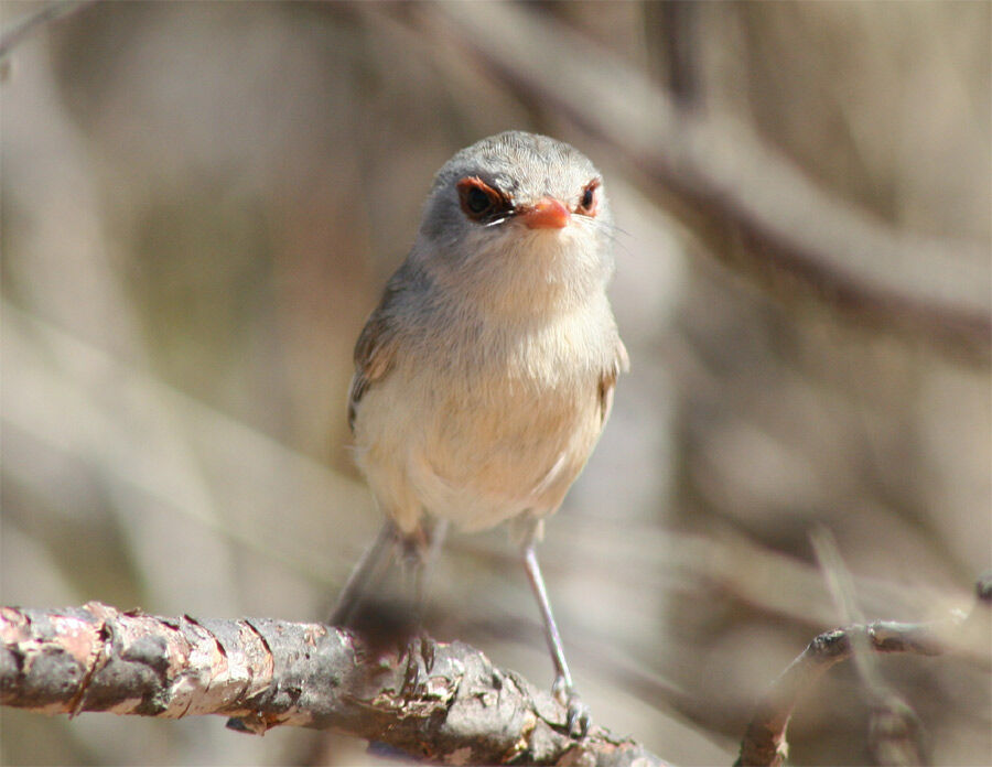 Blue-breasted Fairywren female