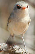 Blue-breasted Fairywren