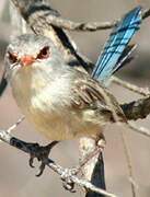 Blue-breasted Fairywren