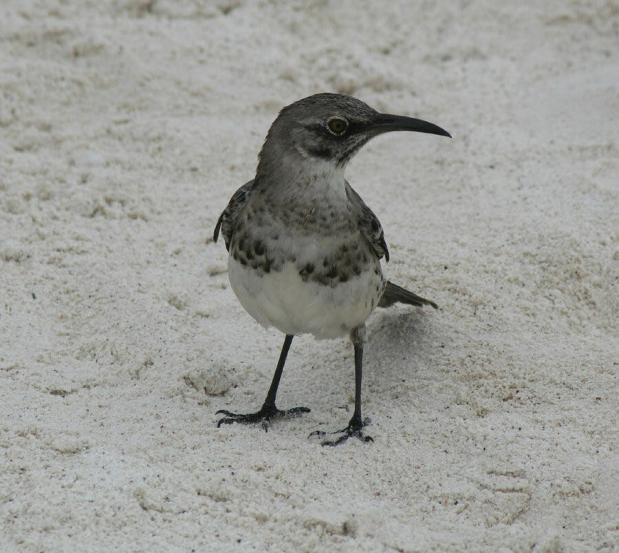 Long-tailed Mockingbird