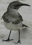 Long-tailed Mockingbird