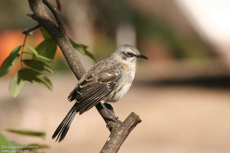 San Cristobal Mockingbird