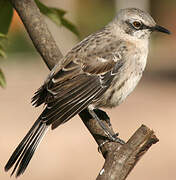 San Cristobal Mockingbird