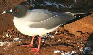 Swallow-tailed Gull