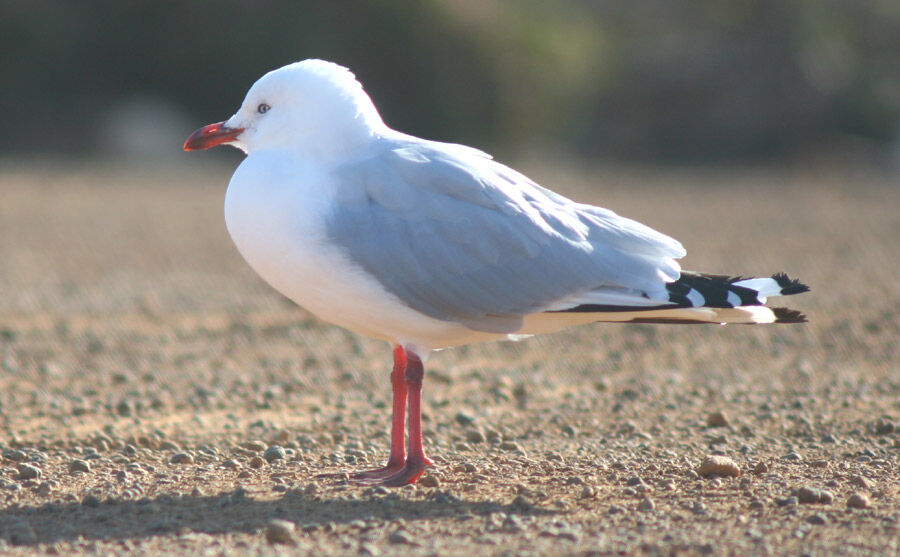 Silver Gull