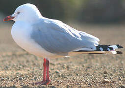 Mouette argentée