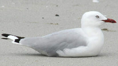 Mouette argentée