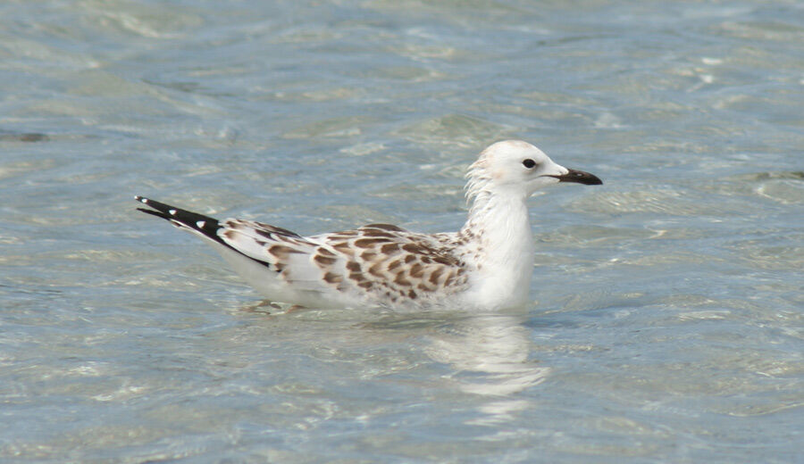 Mouette argentéejuvénile