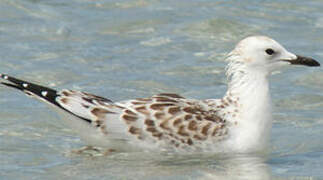 Mouette argentée