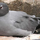 Mouette obscure