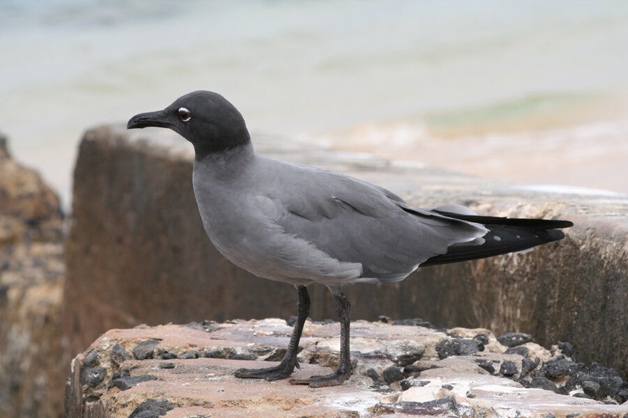 Lava Gull