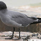 Mouette obscure