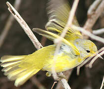 Mangrove Warbler