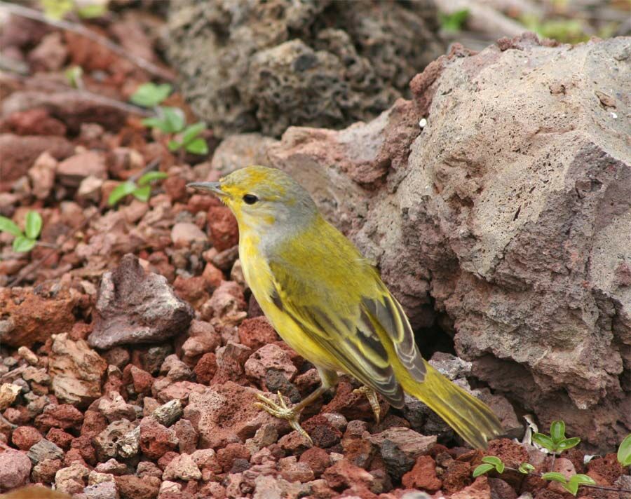 Mangrove Warbler