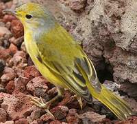 Mangrove Warbler