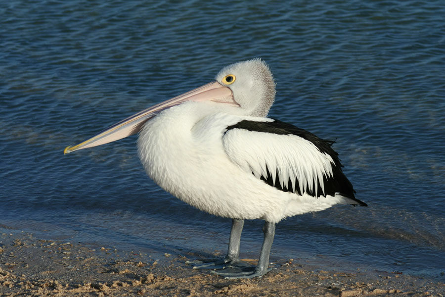 Australian Pelican