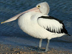 Australian Pelican