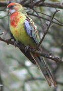 Eastern Rosella