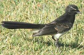 Willie Wagtail