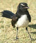 Willie Wagtail