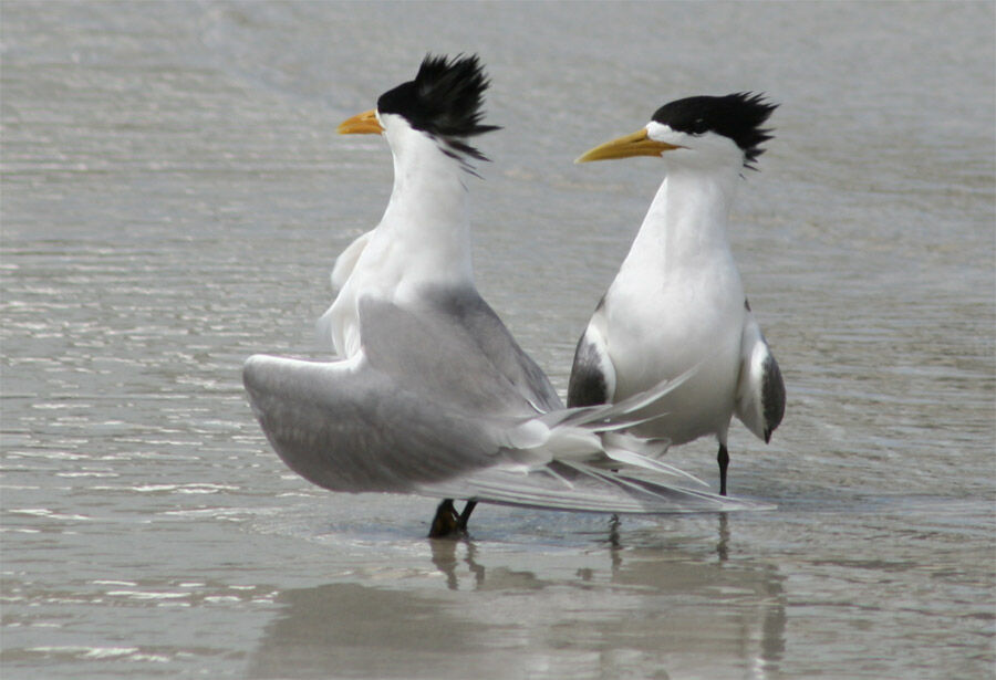 Greater Crested Tern 