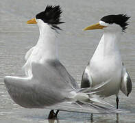 Greater Crested Tern