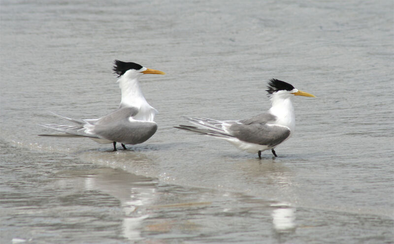 Greater Crested Tern 