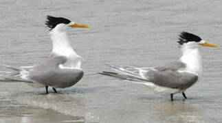 Greater Crested Tern