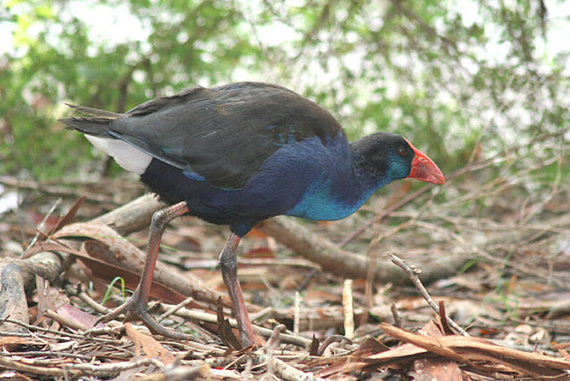 Australasian Swamphen