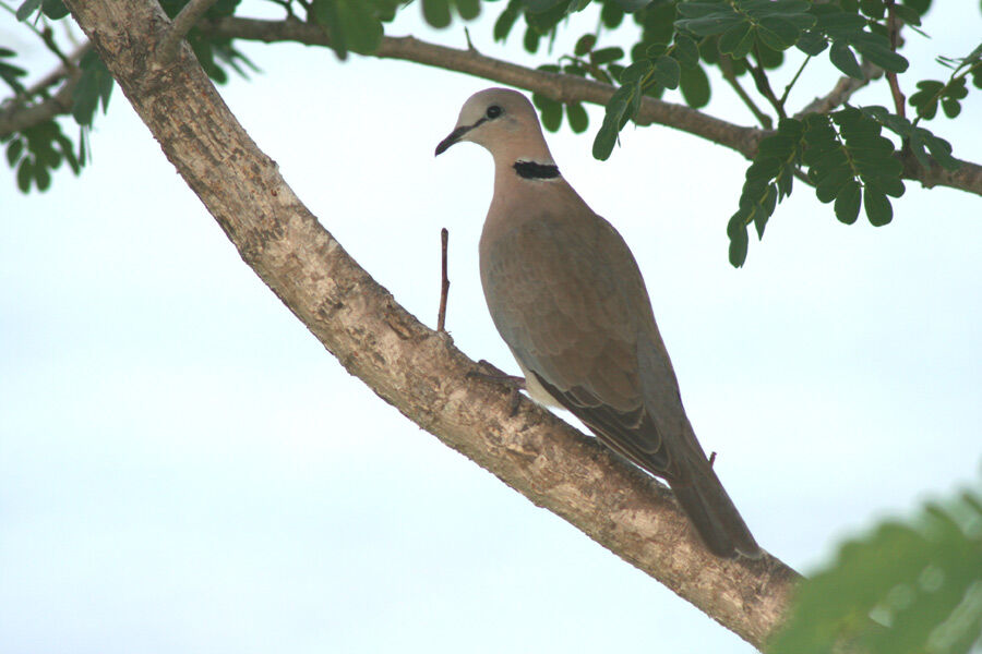 Ring-necked Dove