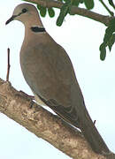 Ring-necked Dove