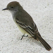 Galapagos Flycatcher