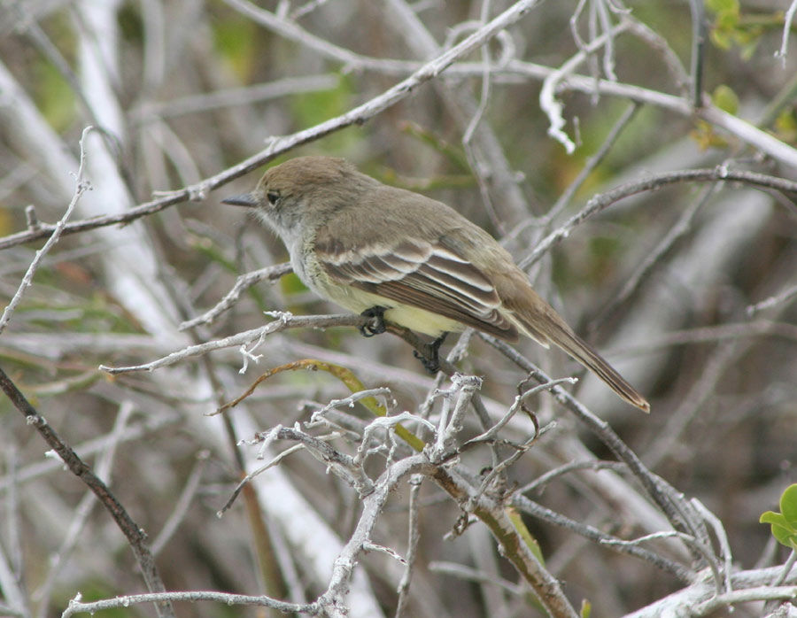 Galapagos Flycatcher