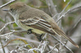 Galapagos Flycatcher