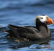 Tufted Puffin