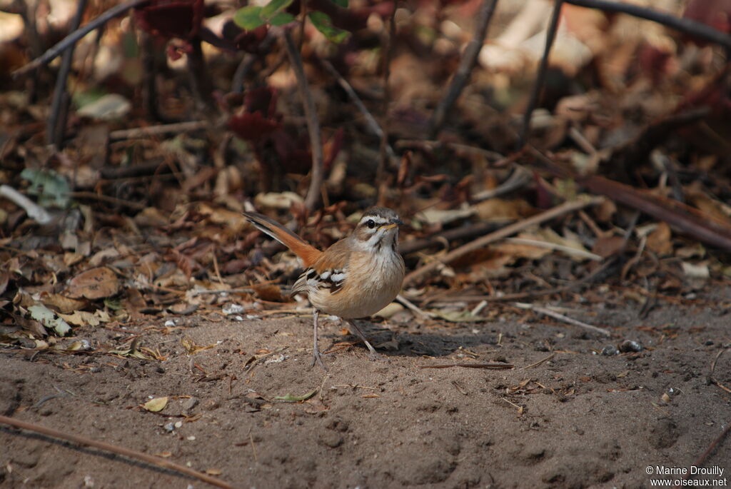 Agrobate à dos roux, identification