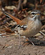 White-browed Scrub Robin