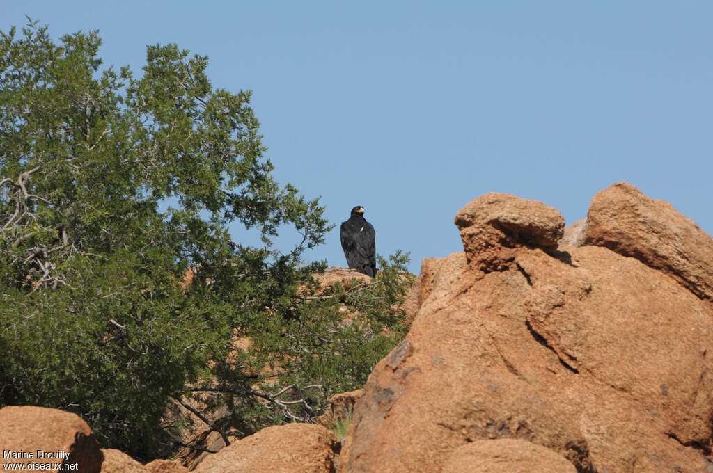 Verreaux's Eagleadult, habitat