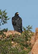 Verreaux's Eagle