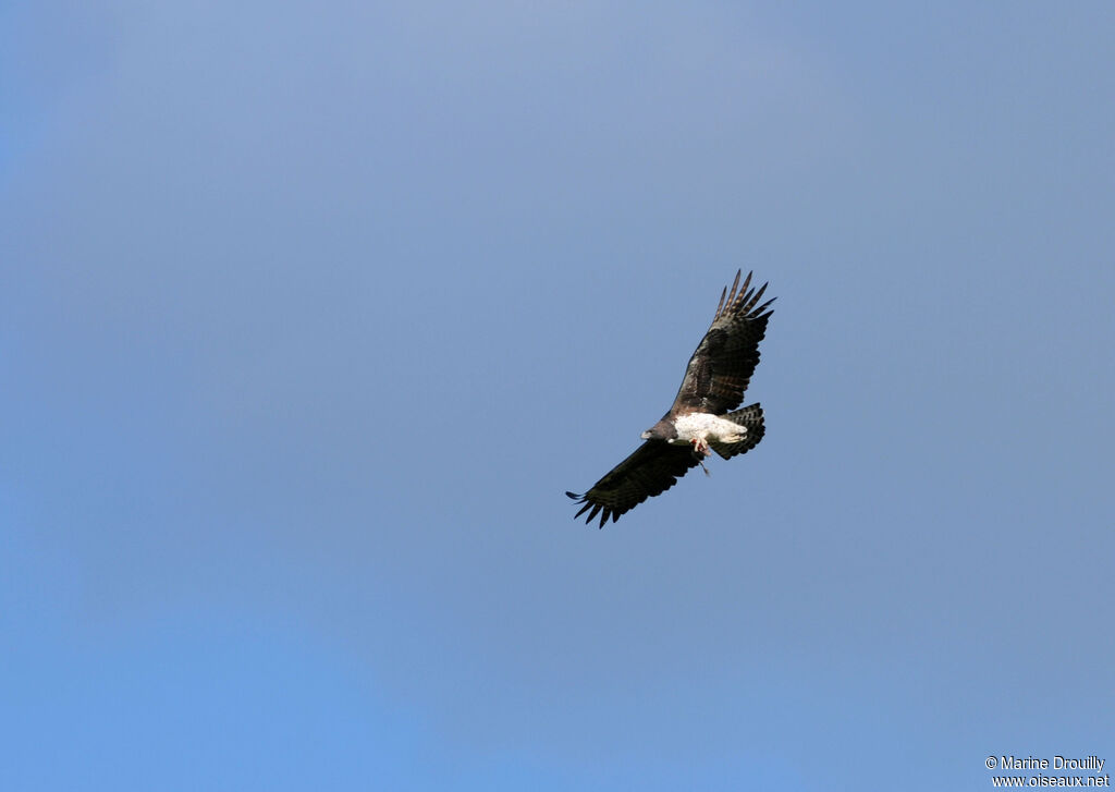 Aigle martialadulte, Vol, régime